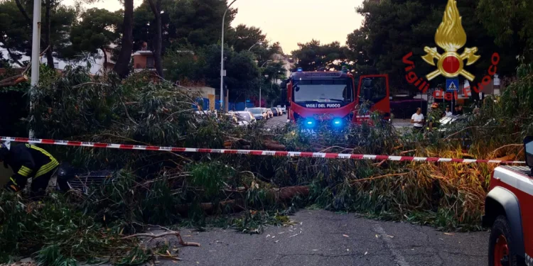 Un albero è caduto sulla sede stradale in via Scirocco, a Cagliari, coinvolte due auto, una donna è stata trasferita in ospedale per dei controlli