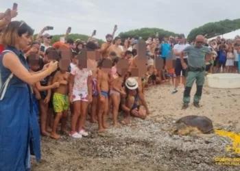 Tortolì: liberata una tartaruga Caretta caretta a La Capannina
