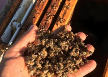Grande ondata di caldo nel Sud Sardegna, Coldiretti Cagliari lancia l’allarme per l’apicoltura