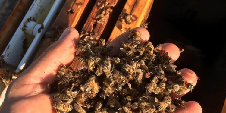 Grande ondata di caldo nel Sud Sardegna, Coldiretti Cagliari lancia l’allarme per l’apicoltura