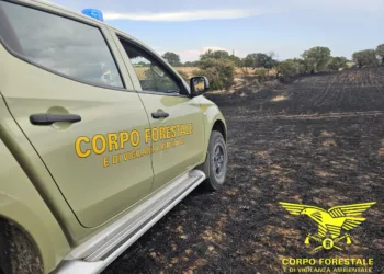 Il Corpo forestale impegnato nel primo mese di emergenze estive