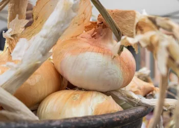 Banari festeggia la sua “Cipolla Dorata”