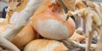Banari festeggia la sua “Cipolla Dorata”