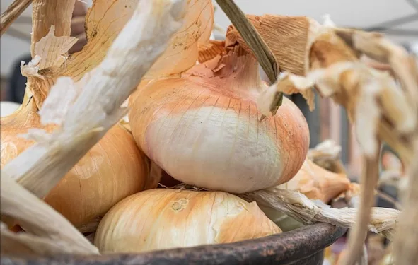 Banari festeggia la sua “Cipolla Dorata”