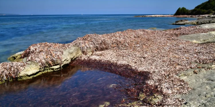 La Giunta approva gli indirizzi per il primo Piano regionale di gestione, tutela delle spiagge, contrasto all’erosione e adattamento ai cambiamenti climatici