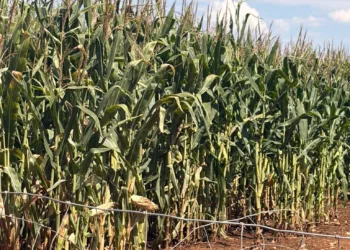 Centro Studi Agricoli: «Troppi bandi tutto insieme, la Regione sta creando un ingorgo amministrativo senza precedenti»
