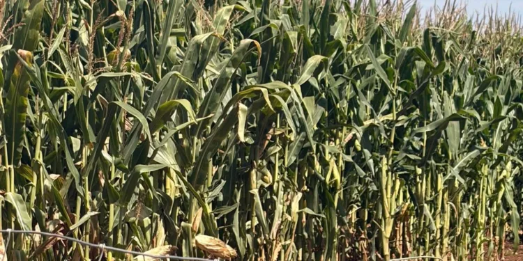 Centro Studi Agricoli: «Troppi bandi tutto insieme, la Regione sta creando un ingorgo amministrativo senza precedenti»
