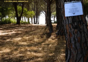 Il personale del Corpo forestale di Nuoro ha proceduto al sequestro preventivo dell’area della pineta di Su Barone