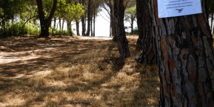 Il personale del Corpo forestale di Nuoro ha proceduto al sequestro preventivo dell’area della pineta di “Su Petrosu – Su Barone”