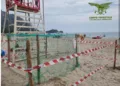 Tertenia: uova di tartaruga Caretta caretta a Sarrala – Foxi manna