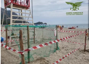 Tertenia: uova di tartaruga Caretta caretta a Sarrala – Foxi manna
