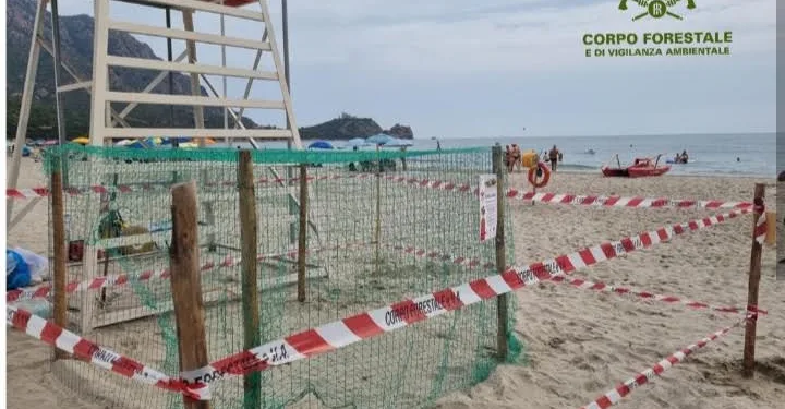 Tertenia: uova di tartaruga Caretta caretta a Sarrala – Foxi manna