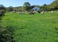 Un milione di euro per rilanciare Foresta Burgos, ecco la proposta di Peppino Canu (Sinistra Futura)