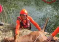 Porto Torres: salvata una vitella caduta in una vasca per l’irrigazione