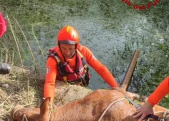 Porto Torres: salvata una vitella caduta in una vasca per l’irrigazione