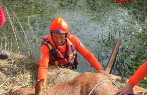 Porto Torres: salvata una vitella caduta in una vasca per l’irrigazione
