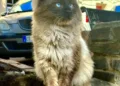 Muros: ecco la Colonia Felina Protetta