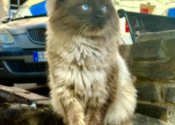 Muros: ecco la Colonia Felina Protetta