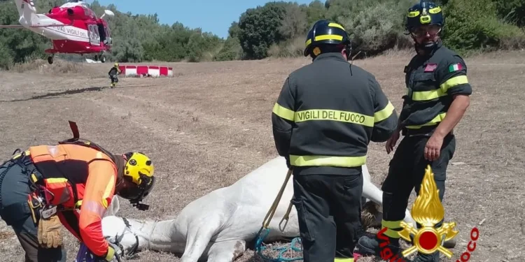 Stamane un cavallo è stato recuperato dall’elicottero dei vigili del fuoco ad Ales