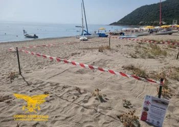 Cardedu, si schiude un nido di Caretta caretta