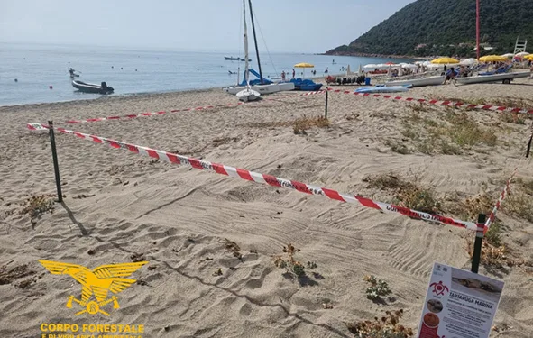 Cardedu, si schiude un nido di Caretta caretta