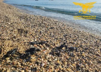 Cardedu: messo in sicurezza un nido di Caretta caretta a Museddu