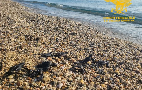 Cardedu: messo in sicurezza un nido di Caretta caretta a Museddu