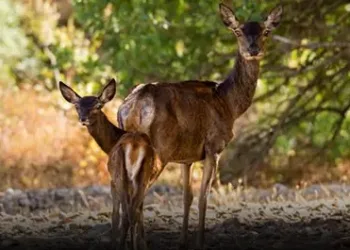 Gutturu Mannu, un Parco sempre più inclusivo: le persone ipovedenti scoprono i suoni del bosco