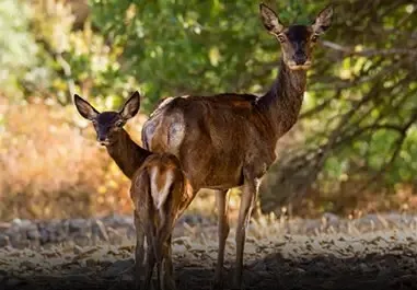 Gutturu Mannu, un Parco sempre più inclusivo: le persone ipovedenti scoprono i suoni del bosco
