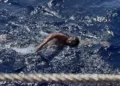 Gabriele Catta ha conclusa ieri, con l’attraversamento delle Bocche di Bonifacio, la circumnavigazione a nuoto della Corsica