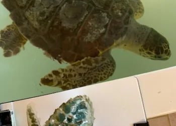 L’arte incontra la scienza. Gli studenti dell’Accademia d’arte di Cagliari al lavoro con ricercatori e studiosi