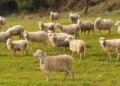 Tavolo verde su misure a sostegno della filiera lattiero-casearia e caro gasolio