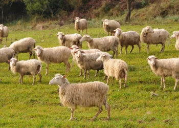Tavolo verde su misure a sostegno della filiera lattiero-casearia e caro gasolio