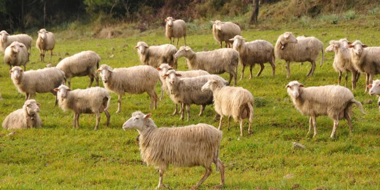 Tavolo verde su misure a sostegno della filiera lattiero-casearia e caro gasolio
