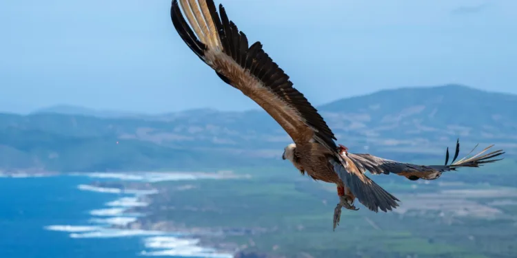 Alghero: liberati due grifoni a Porto Conte