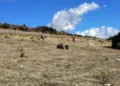 Martis: 150mila euro per la valorizzazione della Foresta Pietrificata di Carrucana