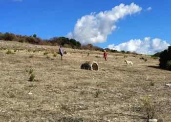 Martis: 150mila euro per la valorizzazione della Foresta Pietrificata di Carrucana