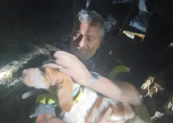 I vigili del fuoco hanno salvato un cane nelle campagne di Gavoi