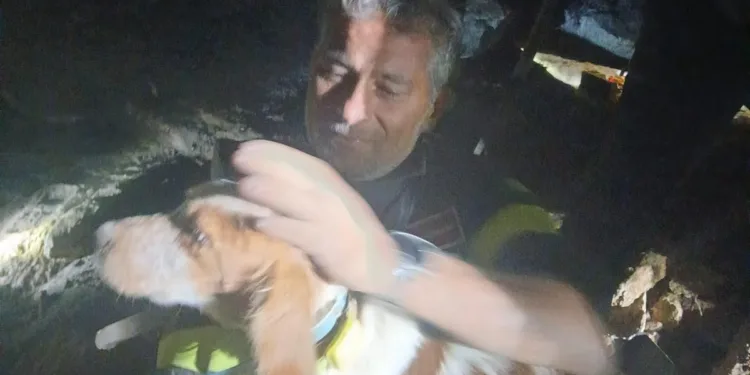 I vigili del fuoco hanno salvato un cane nelle campagne di Gavoi