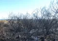 Incendi boschivi, a Cagliari il 14 e 15 ottobre il confronto europeo sulla resilienza dei territori