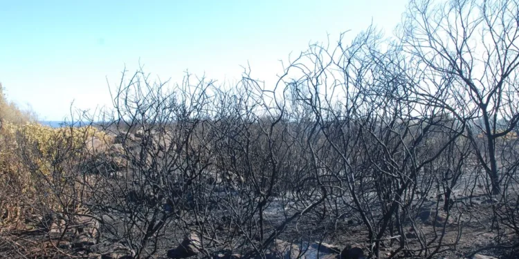 Incendi boschivi, a Cagliari il 14 e 15 ottobre il confronto europeo sulla resilienza dei territori